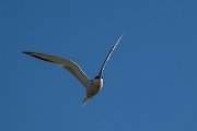DPPhotography - Uzbekistan - Common tern - A