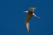 DPPhotography - Uzbekistan - Common tern - B