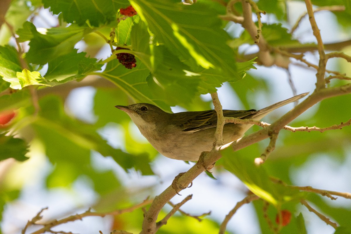 DPPhotography - Uzbekistan - Common whitethroat - A.jpg - Common whitethroat - Kyzylkum Desert, Uzbekistan