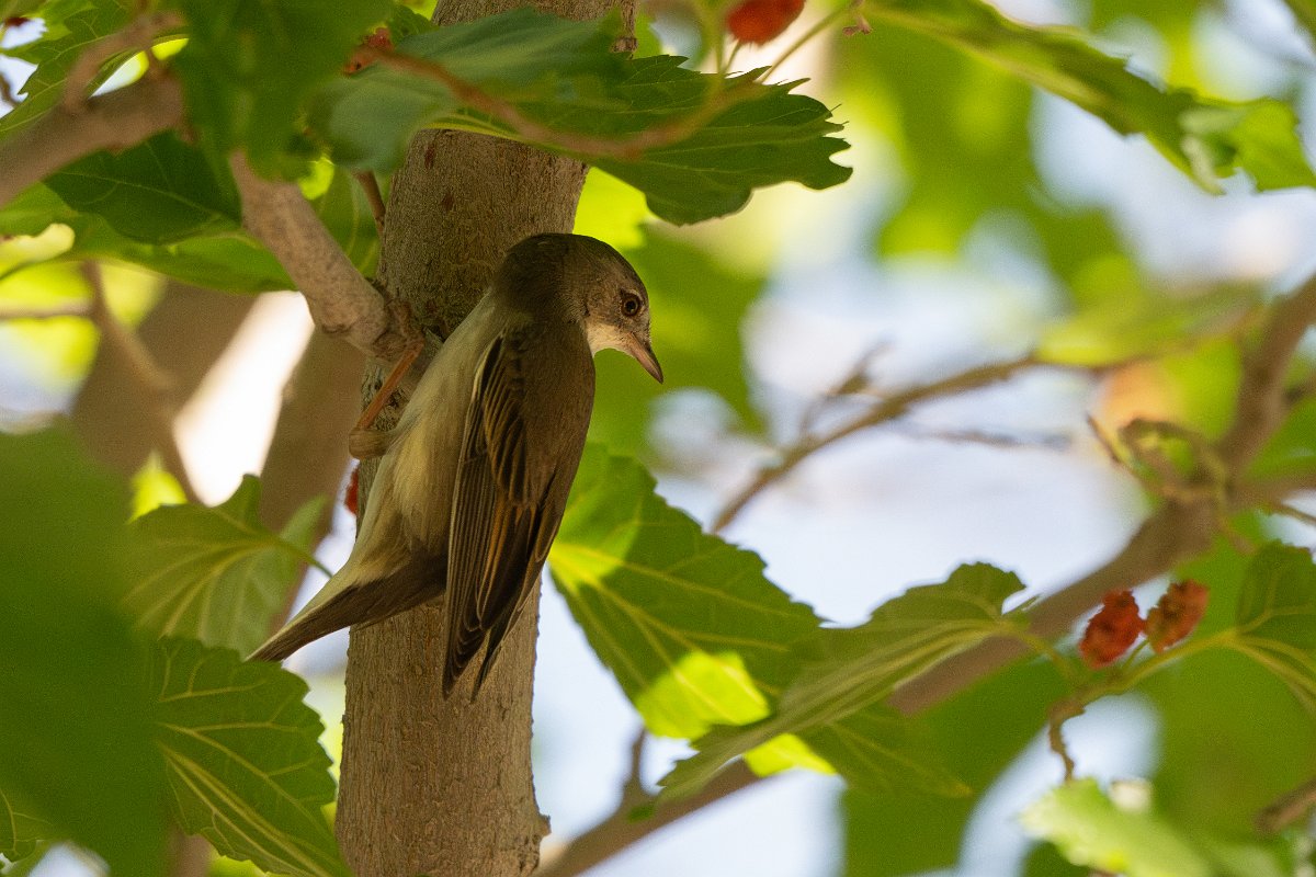 DPPhotography - Uzbekistan - Common whitethroat - B.jpg - Common whitethroat - Kyzylkum Desert, Uzbekistan