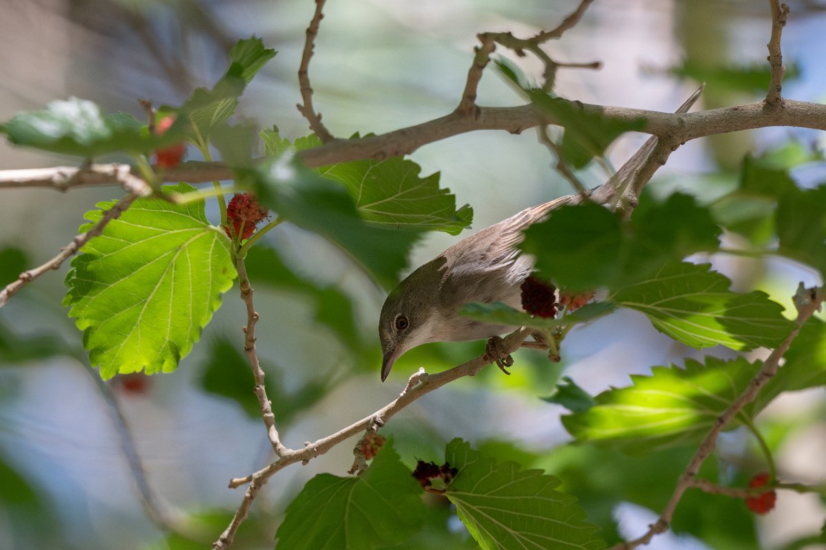 DPPhotography - Uzbekistan - Common whitethroat - C.jpg - Common whitethroat - Kyzylkum Desert, Uzbekistan
