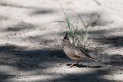 DPPhotography - Uzbekistan - Crested lark - B