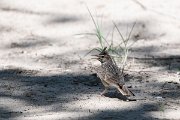 DPPhotography - Uzbekistan - Crested lark - C