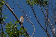 DPPhotography - Uzbekistan - Desert finch - B