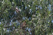 DPPhotography - Uzbekistan - Desert finch - C