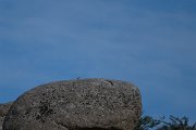 DPPhotography - Uzbekistan - Eastern rock nuthatch - A