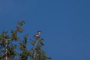 DPPhotography - Uzbekistan - Eastern rock nuthatch - B