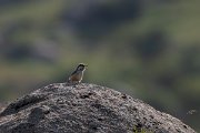 DPPhotography - Uzbekistan - Eastern rock nuthatch - D