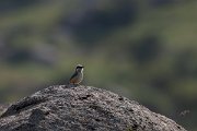 DPPhotography - Uzbekistan - Eastern rock nuthatch - E