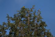 DPPhotography - Uzbekistan - Eastern rock nuthatch - F