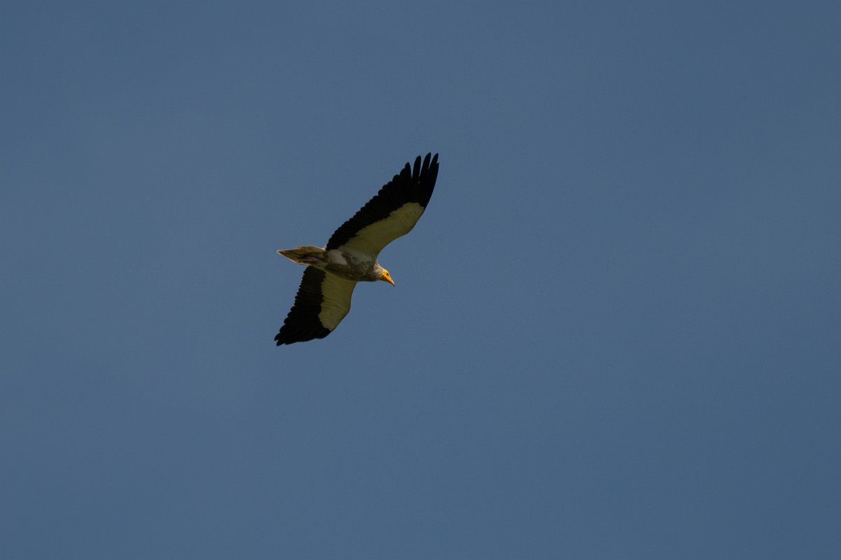 DPPhotography - Uzbekistan - Egyptian vulture - F.jpg - Egyptian vulture - Takhta-Karacha Pass, Uzbekistan