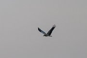 DPPhotography - Uzbekistan - Egyptian vulture - C