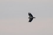 DPPhotography - Uzbekistan - Egyptian vulture - D
