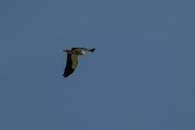 DPPhotography - Uzbekistan - Egyptian vulture - E