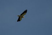 DPPhotography - Uzbekistan - Egyptian vulture - F
