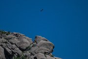 DPPhotography - Uzbekistan - Egyptian vulture - G