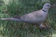 DPPhotography - Uzbekistan - Eurasian collared dove - A