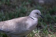 DPPhotography - Uzbekistan - Eurasian collared dove - B