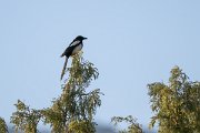 DPPhotography - Uzbekistan - Eurasian magpie - A