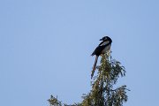 DPPhotography - Uzbekistan - Eurasian magpie - B