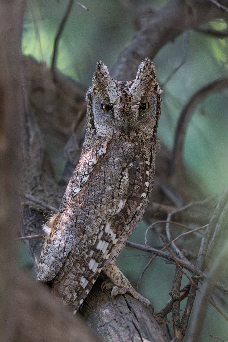 DPPhotography - Uzbekistan - Eurasian scops owl - B.jpg - Eurasian scops owl - Zeravshan Nature Reserve, Uzbekistan