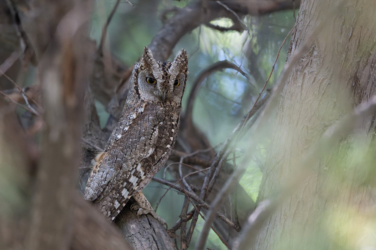 DPPhotography - Uzbekistan - Eurasian scops owl - D.jpg - Eurasian scops owl - Zeravshan Nature Reserve, Uzbekistan