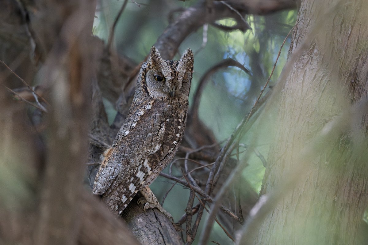 DPPhotography - Uzbekistan - Eurasian scops owl - F.jpg - Eurasian scops owl - Zeravshan Nature Reserve, Uzbekistan