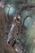 DPPhotography - Uzbekistan - Eurasian scops owl - A