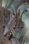 DPPhotography - Uzbekistan - Eurasian scops owl - C