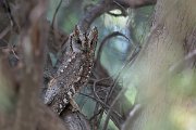 DPPhotography - Uzbekistan - Eurasian scops owl - D