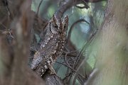 DPPhotography - Uzbekistan - Eurasian scops owl - E