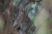 DPPhotography - Uzbekistan - Eurasian scops owl - F