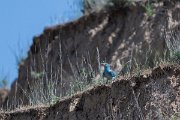 DPPhotography - Uzbekistan - European roller - A