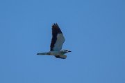 DPPhotography - Uzbekistan - European roller - B
