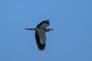 DPPhotography - Uzbekistan - European roller - C