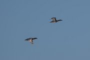 DPPhotography - Uzbekistan - Garganey - A