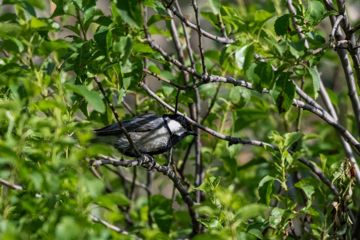 DPPhotography - Uzbekistan - Great tit - B.jpg - Great tit - Takhta-Karacha Pass, Uzbekistan