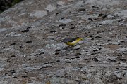 DPPhotography - Uzbekistan - Grey wagtail - A