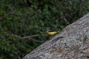 DPPhotography - Uzbekistan - Grey wagtail - B