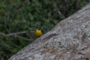 DPPhotography - Uzbekistan - Grey wagtail - C