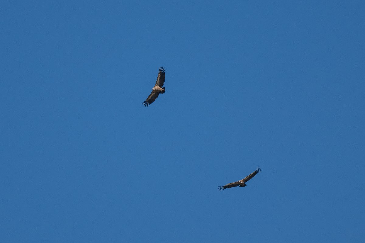 DPPhotography - Uzbekistan - Griffon vulture - A.jpg - Griffon vulture - Takhta-Karacha Pass, Uzbekistan