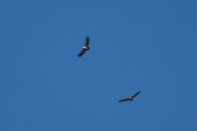 DPPhotography - Uzbekistan - Griffon vulture - A