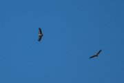 DPPhotography - Uzbekistan - Griffon vulture - B