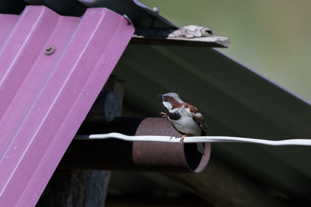 DPPhotography - Uzbekistan - House sparrow - B.jpg - House sparrow, subspecies bactrianus - Takhta-Karacha Pass, Uzbekistan