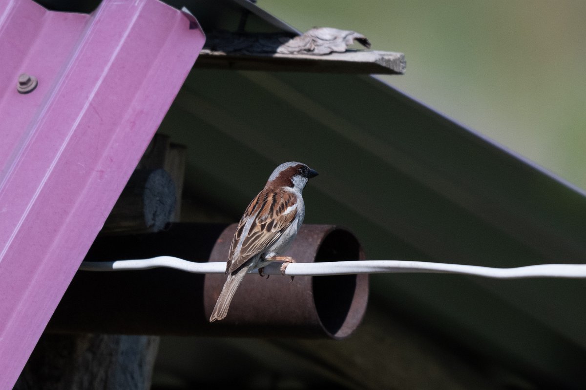 DPPhotography - Uzbekistan - House sparrow - C.jpg - House sparrow, subspecies bactrianus - Takhta-Karacha Pass, Uzbekistan