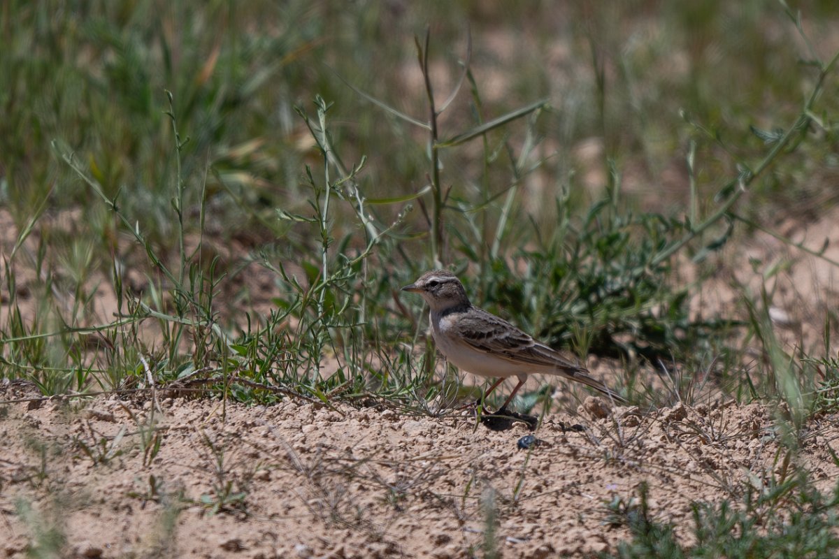 DPPhotography - Uzbekistan - Hume's short-toed lark - C.jpg - Hume's short-toed lark - Takhta-Karacha Pass, Uzbekistan