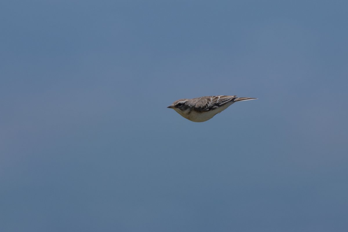 DPPhotography - Uzbekistan - Hume's short-toed lark - H.jpg - Hume's short-toed lark - Takhta-Karacha Pass, Uzbekistan