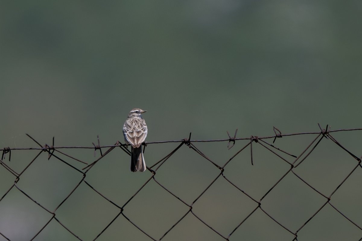 DPPhotography - Uzbekistan - Hume's short-toed lark - I.jpg - Hume's short-toed lark - Takhta-Karacha Pass, Uzbekistan