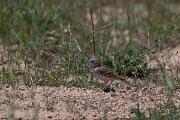 DPPhotography - Uzbekistan - Hume's short-toed lark - C