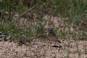 DPPhotography - Uzbekistan - Hume's short-toed lark - D